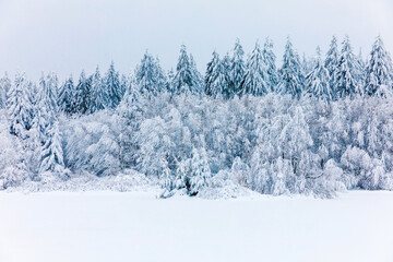Pine trees in forest covered with snow on frosty evening. Beautiful stunning winter panorama, winterwonderland. Germany, Hesse, Hoherodskodskopf