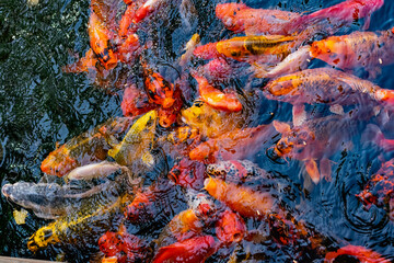 Obraz na płótnie Canvas Very beautiful pond with goldfish. Koi carp - colorful decorative fish for decorating artificial reservoirs. Rich colors, individuals of different sizes among water, vegetation and rocks