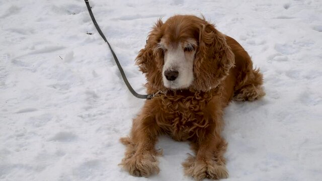 red Cocker Spaniel lying on the white snow. dog in a winter Park. purebred english cocker spaniel.