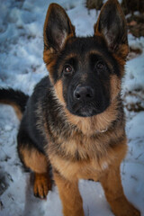 german shepherd puppy
