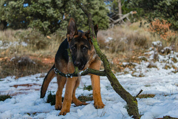 german shepherd dog in the snow