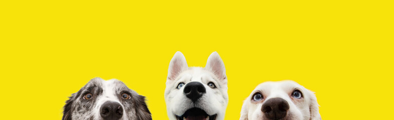 Banner three hide funny surprised dogs puppies isolated on yellow background.