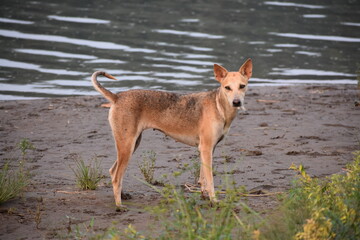 An Indian dog at river bank, Kerala