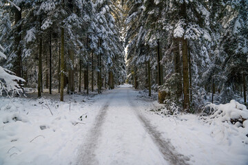 Verschneite Bäumen zieren einen Waldweg