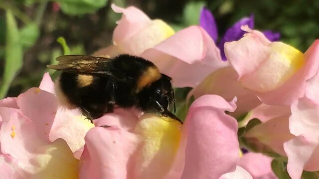 Yellow bumble bee pollinates colorful matthiola gillyflower collects pollen shakes legs and nectar cleans antennas, walks all over flower bright sunny spring summer or early autumn fall day. Beautiful