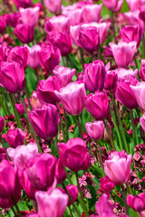 Tulip background (tulipa) a spring flowering plant with a pink springtime flower in a public park during March and April, stock photo image