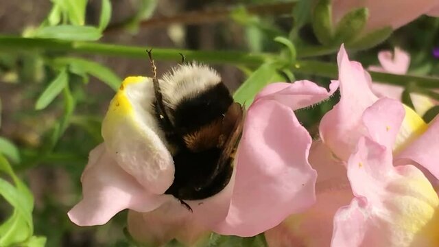 Yellow bumble bee pollinates colorful matthiola gillyflower collects pollen shakes legs and nectar cleans antennas, walks all over flower bright sunny spring summer or early autumn fall day. Beautiful