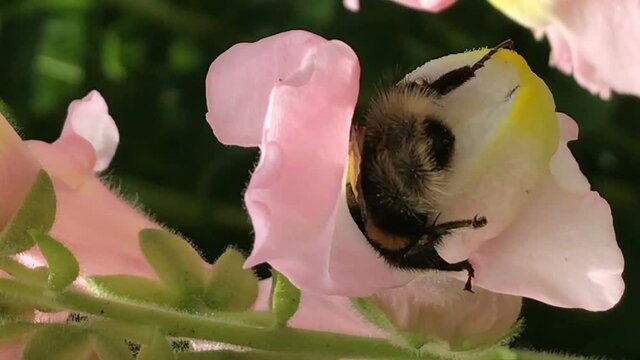 Yellow bumble bee pollinates colorful matthiola gillyflower collects pollen shakes legs and nectar cleans antennas, walks all over flower bright sunny spring summer or early autumn fall day. Beautiful