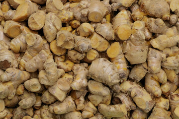 Cassumunar ginger  herb for medicine in thailand