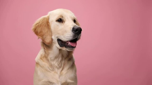 cute Labrador retriever dog looking to side, holding tongue exposed and craving for food, panting, licking nose and sitting on pink background in studio