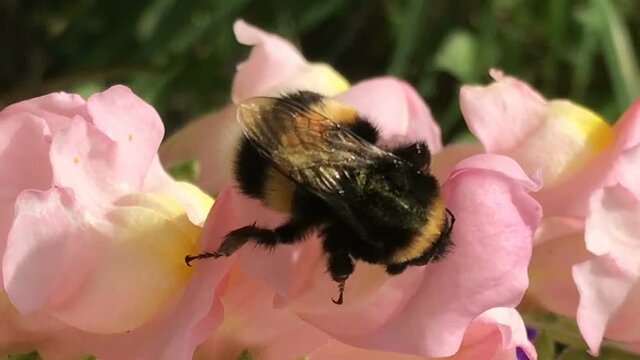 Yellow bumble bee pollinates colorful matthiola gillyflower collects pollen shakes legs and nectar cleans antennas, walks all over flower bright sunny spring summer or early autumn fall day. Beautiful