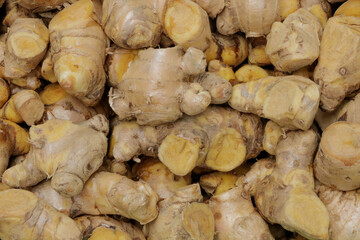 Cassumunar ginger  herb for medicine in thailand