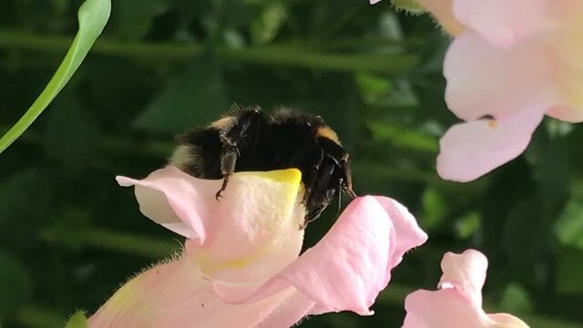 Yellow bumble bee pollinates colorful matthiola gillyflower collects pollen shakes legs and nectar cleans antennas, walks all over flower bright sunny spring summer or early autumn fall day. Beautiful