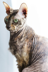 Portrait of Donskoy Sphynx cat