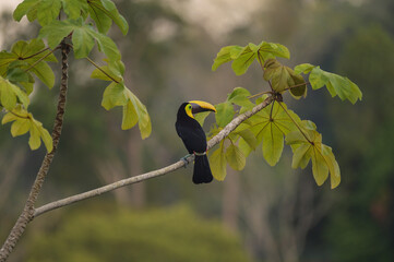 Toucan, Costa Rica
