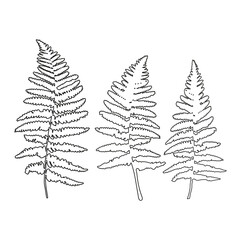 Vector leaves isolated black. Realistic hand drawn leaves illustration set on white background.