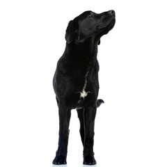 black labrador retriever dog falling in his deep thoughts