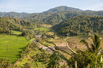 Obraz premium Campos de arroz. Arrozales en Bali. Indonesia
