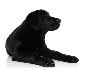 labrador retriever dog lying down and minding his own business