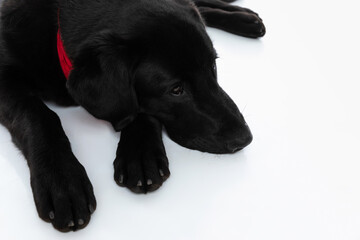 tired labrador dog resting on the ground