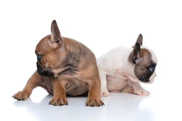 two french bulldog dogs are looking the opposite directions