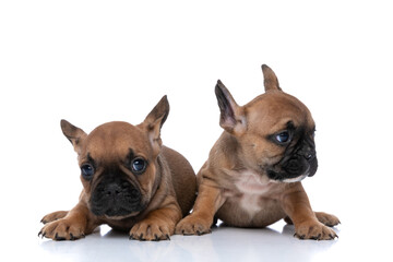 Fototapeta premium two french bulldog dogs each minding their own business