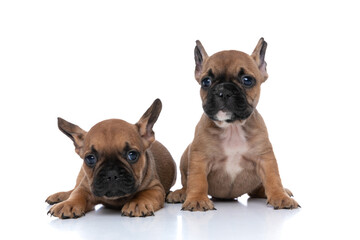 two french bulldog dogs with fawn fur sitting and laying