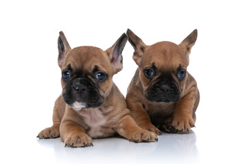 two french bulldog dogs with fawn fur are lying down