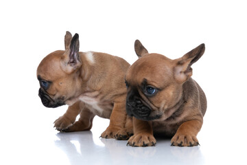 two french bulldog dogs with fawn fur are looking aside