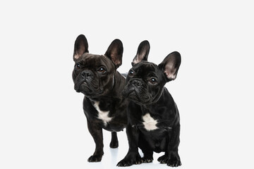 two cute french bulldog dogs looking aside at something