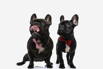 two french bulldog dogs licking mouth and wearing a bowtie