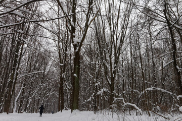 Park Śląski pokryty śniegiem.