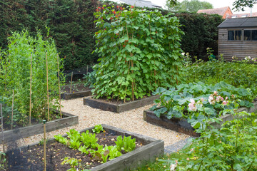 Vegetables growing in a garden in England, UK