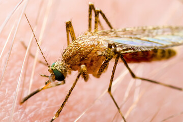 Encephalitis, Yellow Fever, Malaria Disease, Mayaro or Zika Virus Infected Culex Mosquito Parasite Insect on Skin Macro