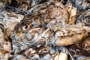 Cuttlefish displayed for sale on a fish market, Venice, Italy
