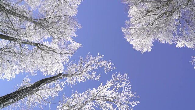 Image of treetops covers by fresh snow at Sljeme mountain, Medvednica, Croatia.