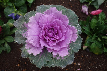 雨に濡れた冬の紫の葉牡丹