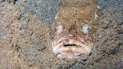 Stargazer fish is using camouflage to hide inside deep blue water of the Red Sea 