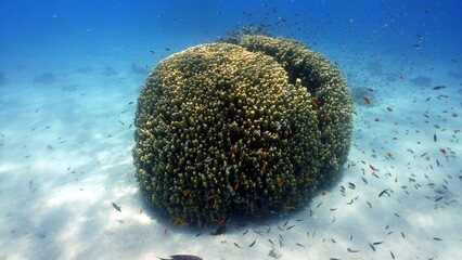 Naklejka na ściany i meble Beautiful coral underwater, marine life, underwater photography. 