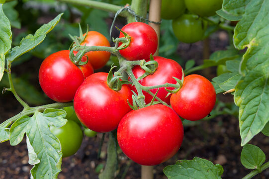 Ripe tomatoes growing on a vine in a vegetable garden, UK