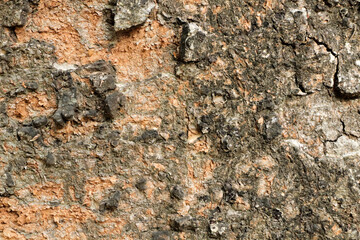 Bark big tree in garden