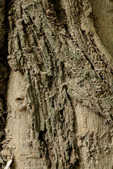 Bark big tree in garden