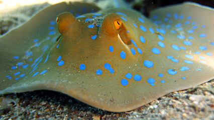 Blue spotted sting ray lying down in the deep water of the Red Sea.