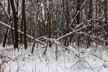 Park Śląski pokryty śniegiem. © Miroslaw
