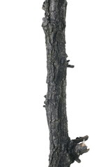 Fototapeta premium Naked tree branch, twig isolated on white background and texture, clipping path