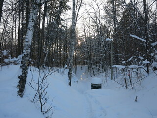 Winter park, snow, pine trees.