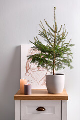 Beautiful room with potted fir. Interior design