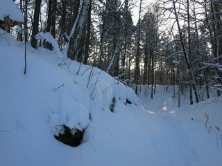 Winter park, snow, pine trees.