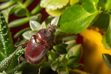 Beetle, a brown beetle seen in close walking on plants, selective focus.