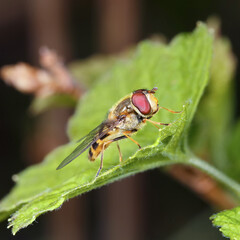 Portrait of a hoverfly
